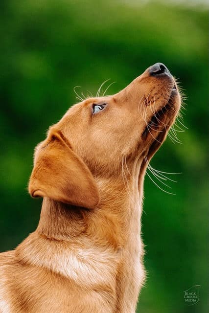 Yellow Labrador sitting in grass