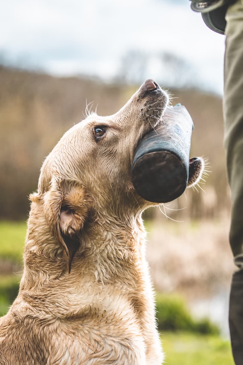 Labrador waiting calmly in a Kent field