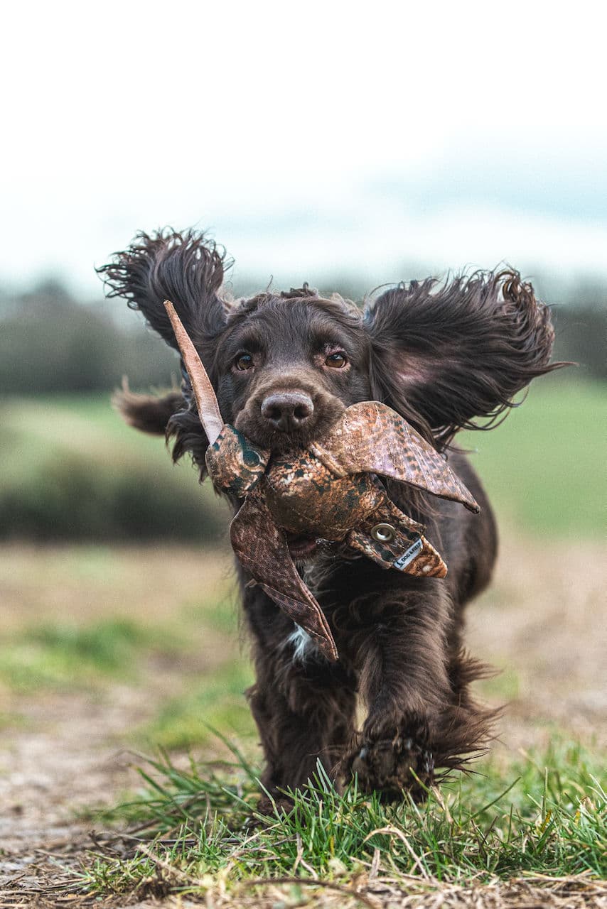Gundog retrieving in training